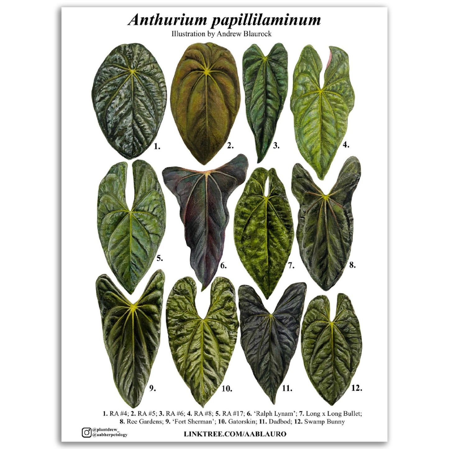 Anthurium papillilaminum clones - Classic Semi-Glossy Paper Poster