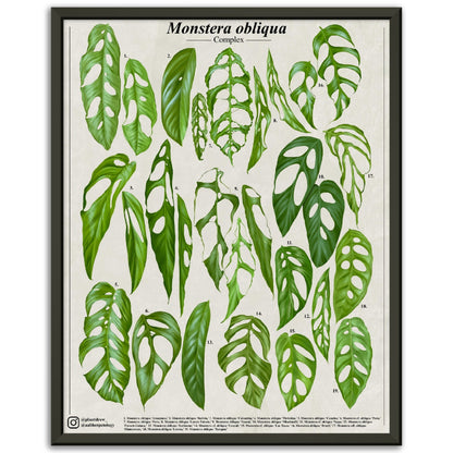 Monstera obliqua complex - Premium Semi-Glossy Paper Poster [Metal Framed]