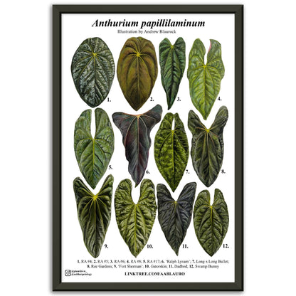 Anthurium papillilaminum - Premium Matte Paper Poster [Metal Framed]