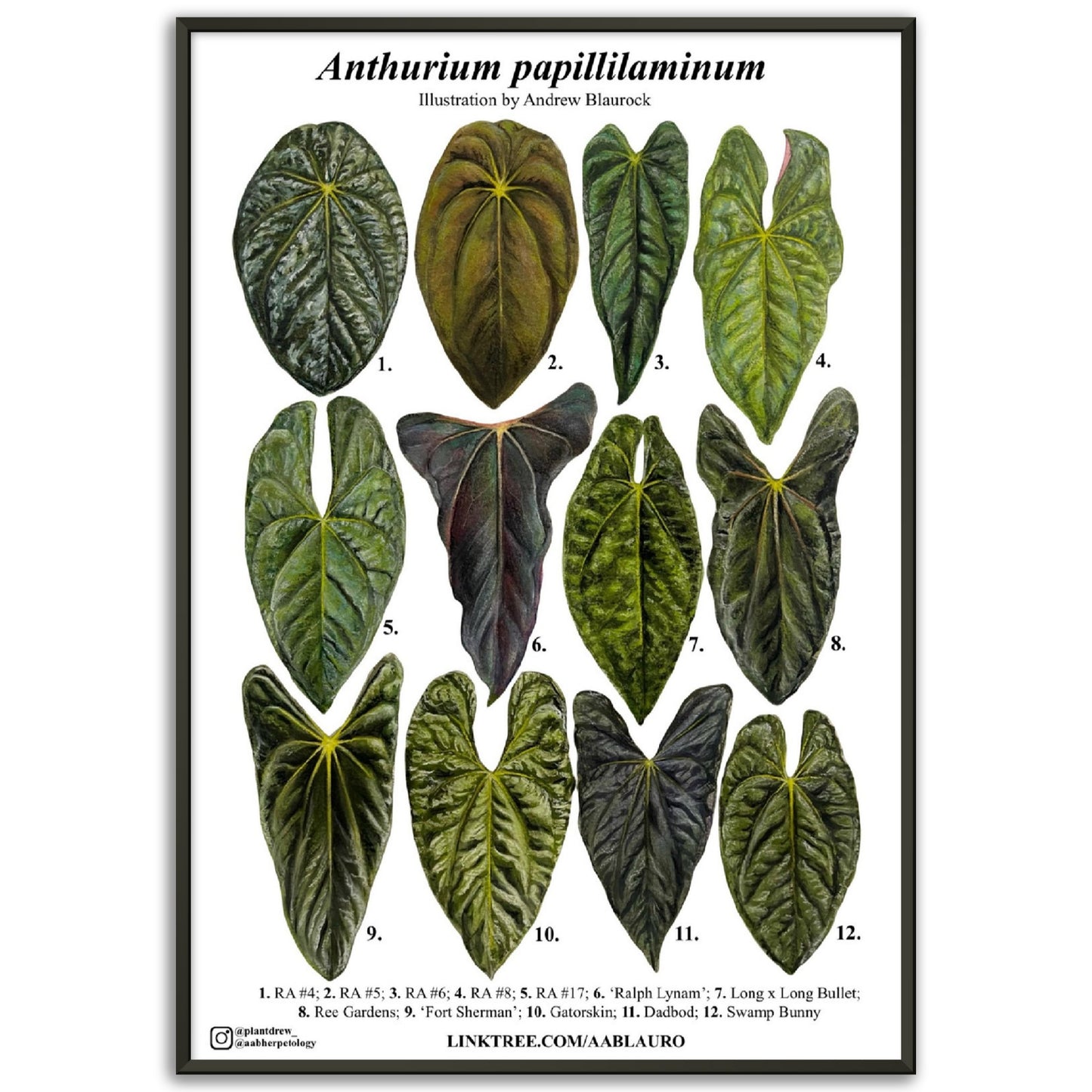 Anthurium papillilaminum - Premium Semi-Glossy Paper Poster [Metal Framed]