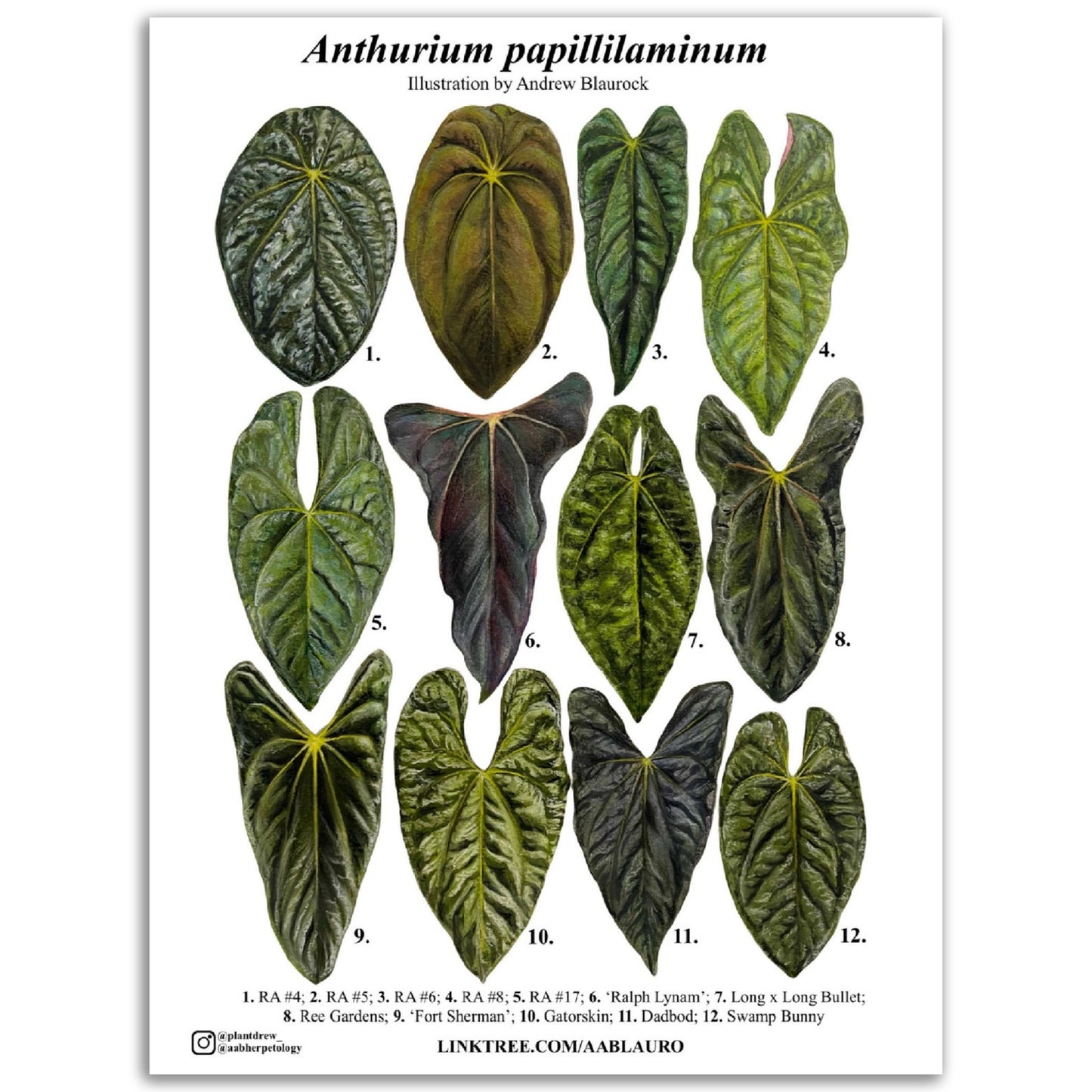 Anthurium papillilaminum - Premium Semi-Glossy Paper Poster