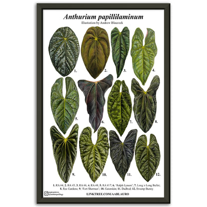 Anthurium papillilaminum - Premium Semi-Glossy Paper Poster [Metal Framed]